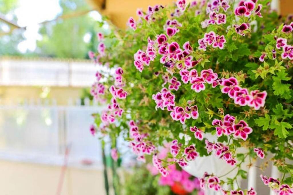 Dolci Sogni Romani Senza Scale O Barriere Luaran gambar